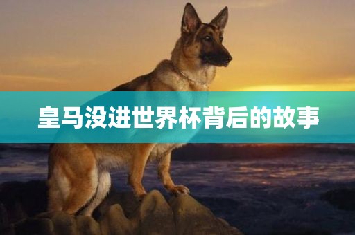 皇马没进世界杯背后的故事